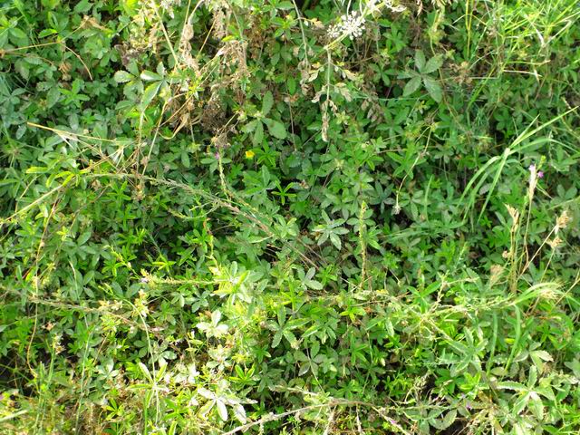 Potentilla reptans